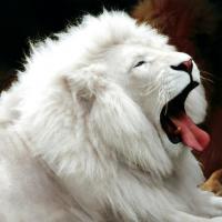 Lion blanc