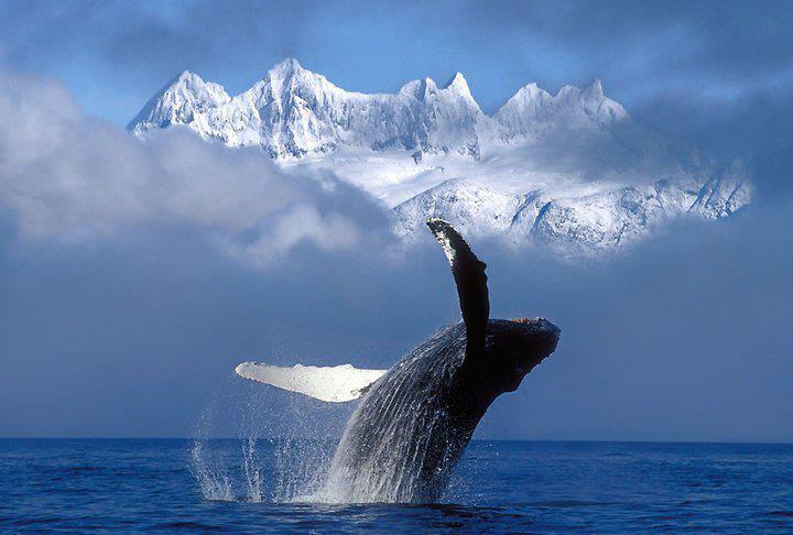 Balena a gobba - Alaska