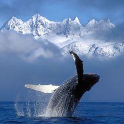 Baleine à bosse - Alaska