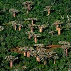 Forêt de baobabs - Madagascar