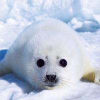 Bimbo foca