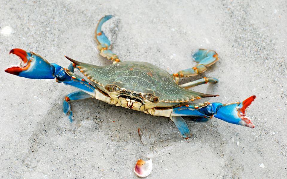 Crabe bleu  - Maryland