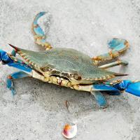 Crabe bleu  - Maryland
