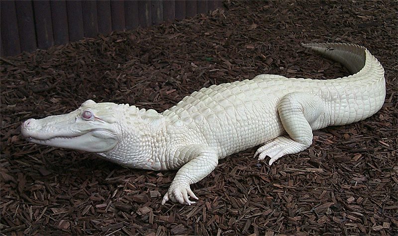 Alligatore albinos