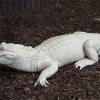 Alligatore albinos