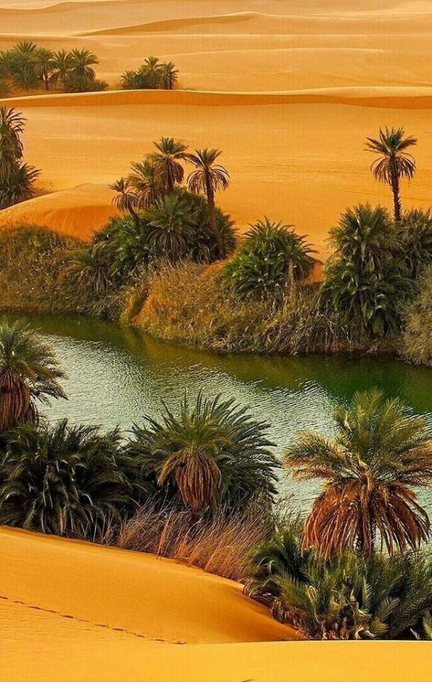 Oasis d'Umm-al-Maa, mer de sable d'Idehan Ubari -  Libye