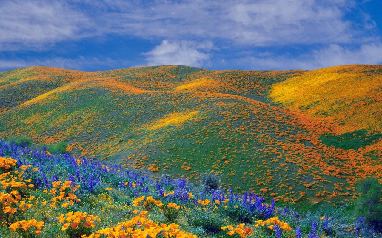 Fleurs de printemps, Vallée d'Antelope - Californie