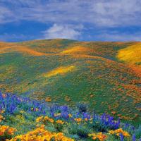 Fleurs de printemps, Vallée d'Antelope - Californie