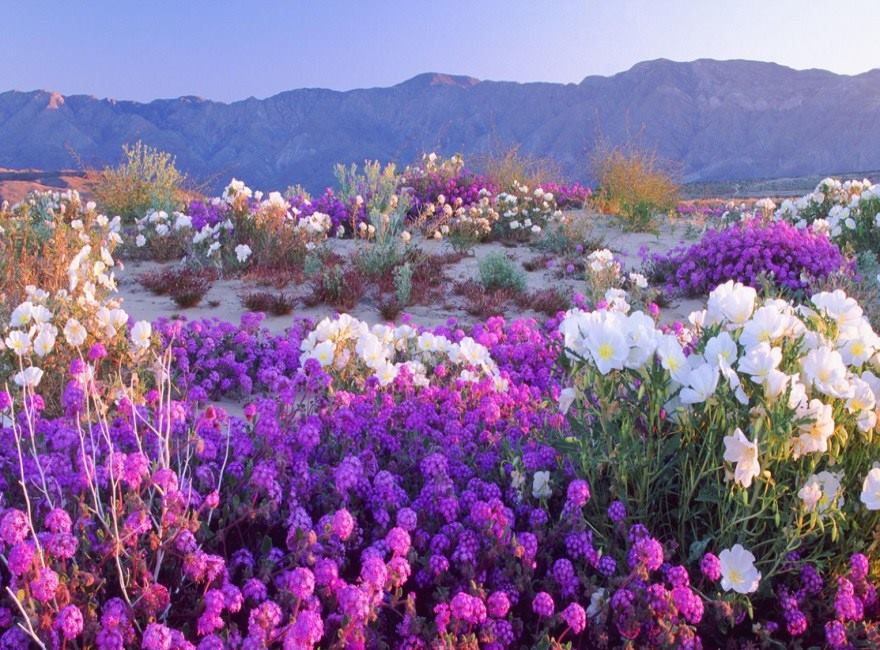 Floraison, désert d'Atacama - Chili