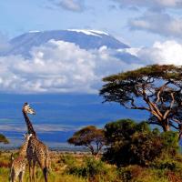 Le Kilimanjaro - Tanzanie
