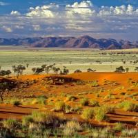 Tok Tokkie, Parc National du Namib