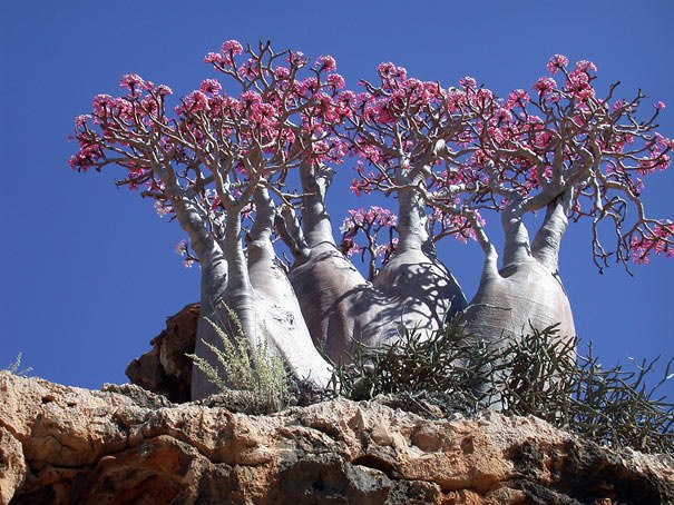 Adenium obesum (baobab)