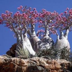 Adenium obesum (faux baobab)