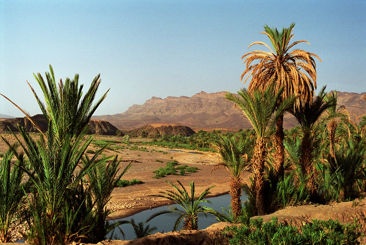 Oasis de Skura - Maroc