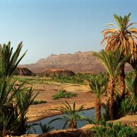 Oasis de Skura - Maroc