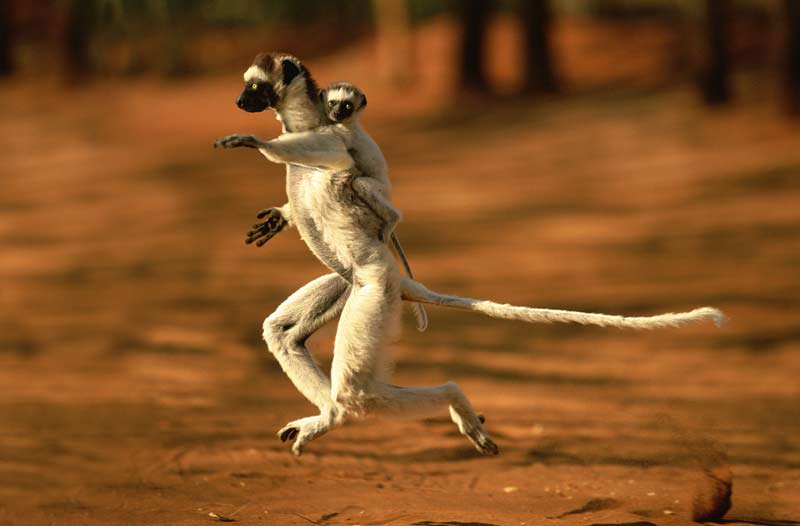 Lémuriens Sifakas - Madagascar