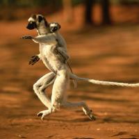 Lemuri  Sifakas - Madagascar