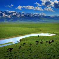 Plaine, Qarion - Mongolie