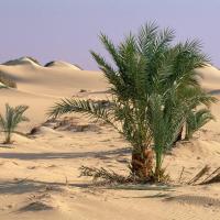 Oasis Dakhia, Sahara - Egypte