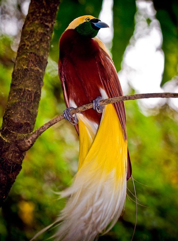 Uccello del Paradiso (Paradisaea minor) - Indonesia