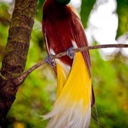 Oiseau de Paradis (Paradisaea minor) - Indonésie
