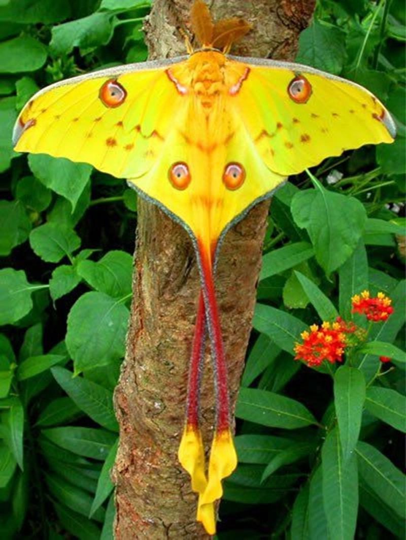 Papillon-comète (Argema mittrei) -  Madagascar