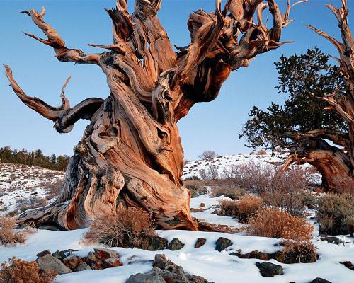 Pin à cônes épineux : plus de 4 840 ans, Montagnes Blanches - Californie