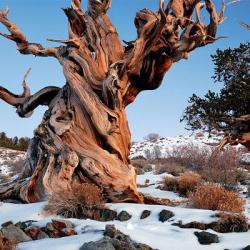 Pin à cônes épineux : plus de 4 840 ans, Montagnes Blanches - Californie