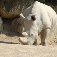 Rhinocéros blanc