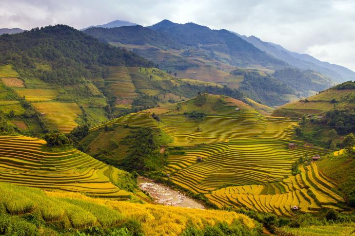 Rizières en terrasses - Vietnam