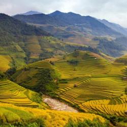Rizières en terrasses - Vietnam
