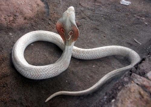 Cobra albinos