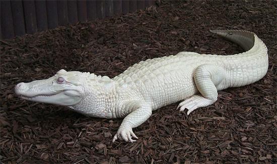 Alligator albinos