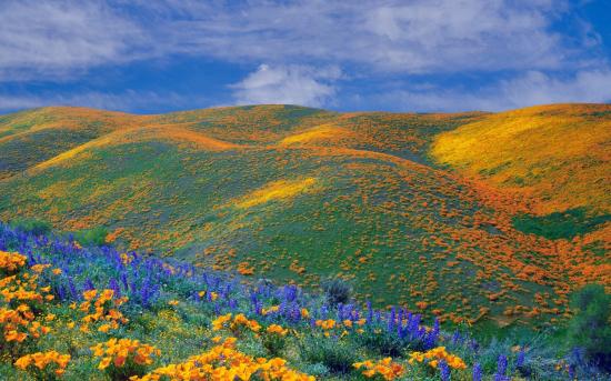 Fleurs de printemps, Vallée d'Antelope - Californie