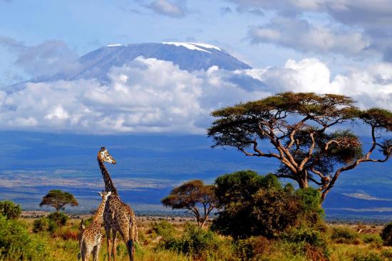 Le Kilimanjaro - Tanzanie