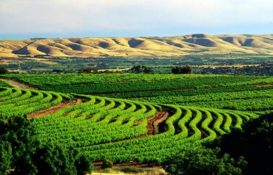 Vignobles, Mac Laren Vale - Australie