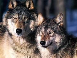 les-deux-loups.jpg