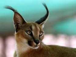Lynx de Perse ou caracal