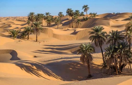 Oasis, désert du Sahara
