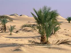 Oasis dakhia sahara egypte