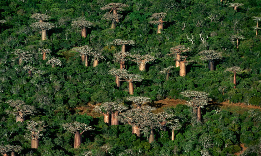 Forêt de baobabs - Madagascar