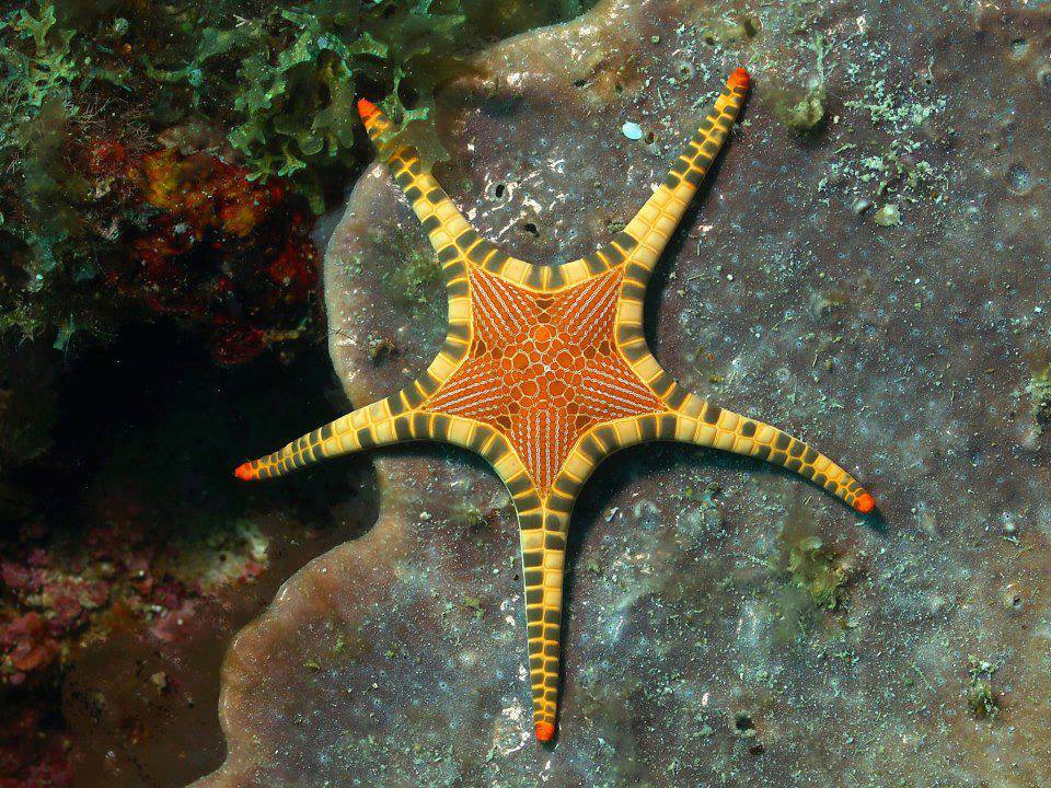 Étoile de mer (Iconaster longimanus) - Océan indo-pacifique