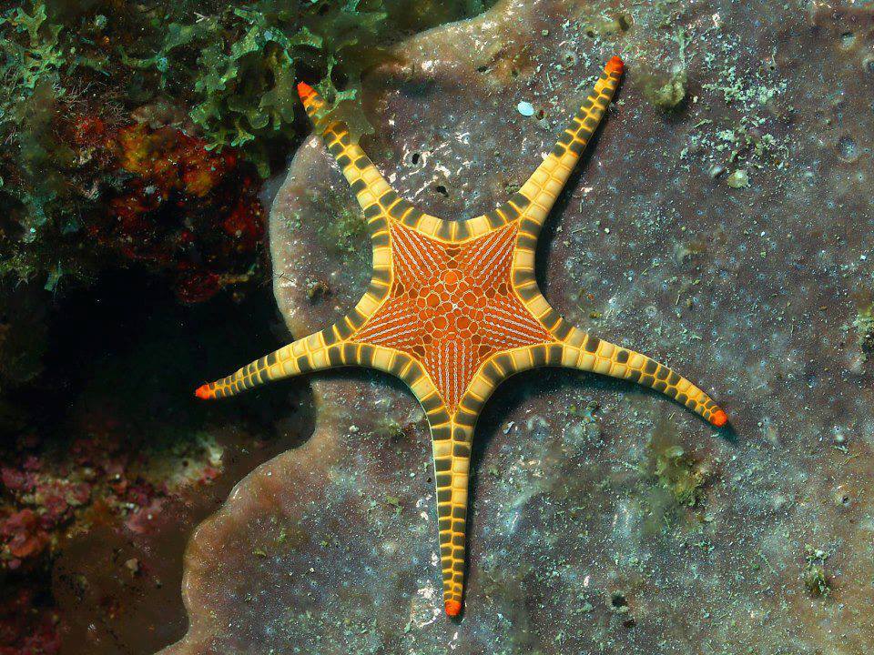 Stella marina (Iconaster longimanus) - Oceane indo-pacifico