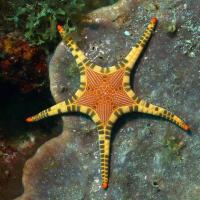 Stella marina (Iconaster longimanus) - Oceane indo-pacifico