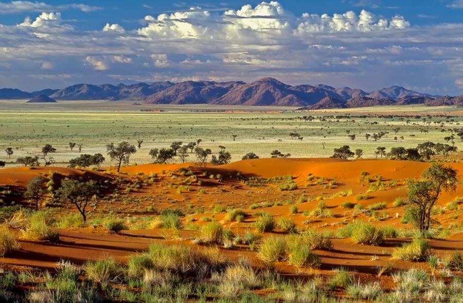 Tok Tokkie, Parc National du Namib