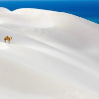 Désert de sable blanc, Socotra, - Yémen