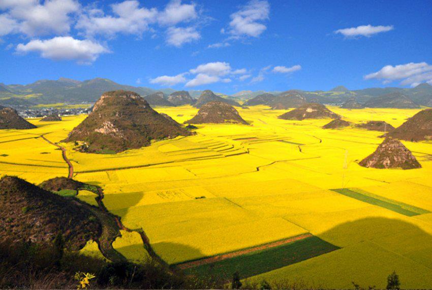 Campi di colza, Luoping - Cina