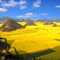 Champs de colza, Luoping - Chine