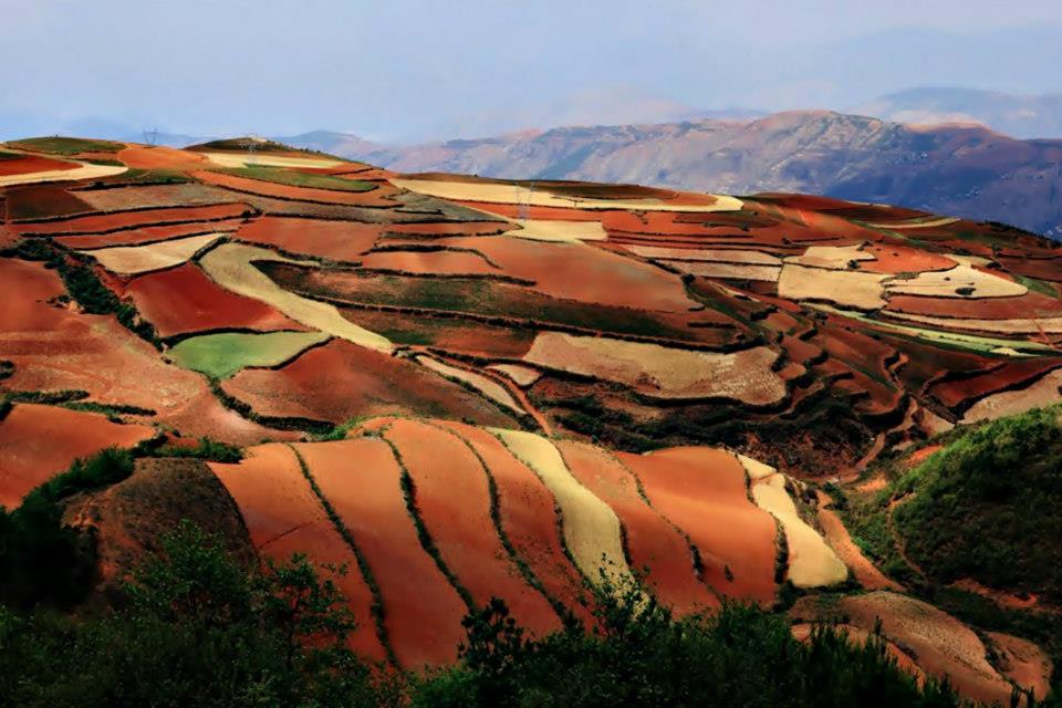 Champs colorés, Yunnan - Chine