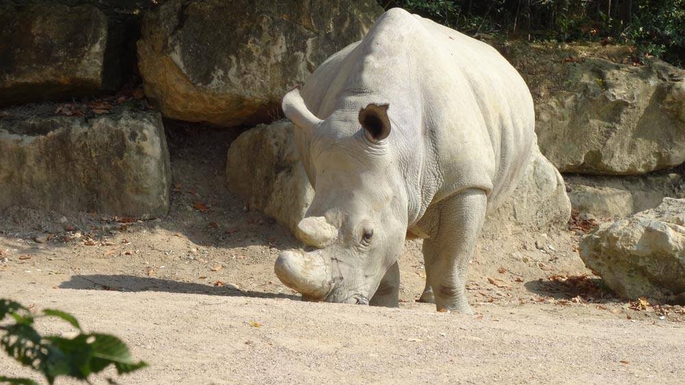 Rhinocéros blanc